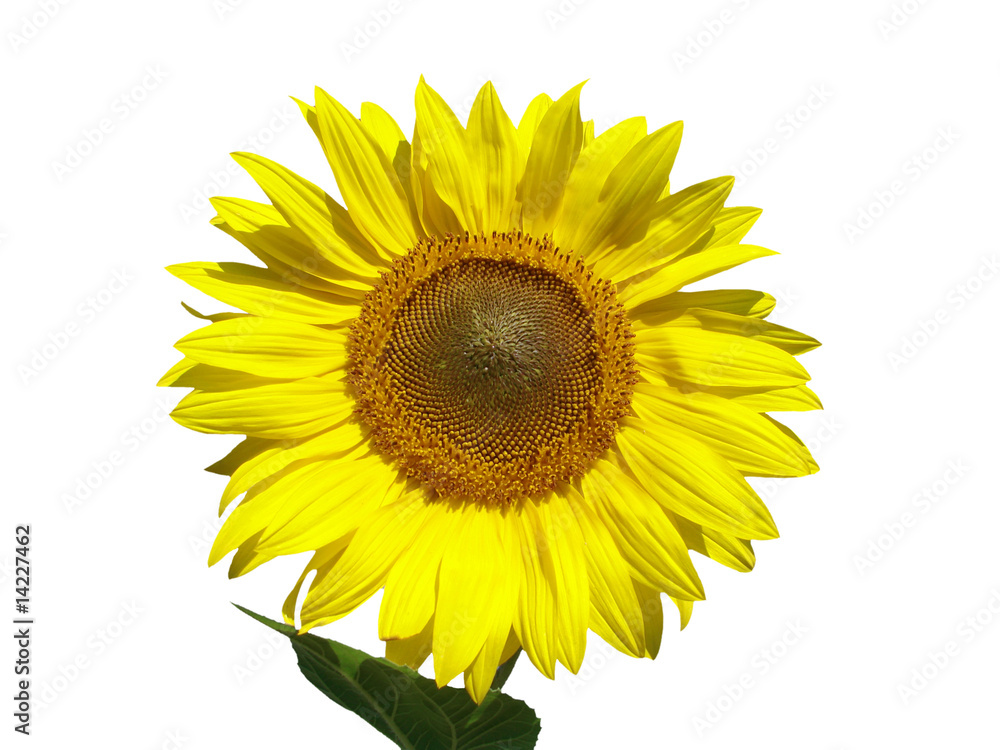 Fototapeta premium sunflower