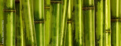 wide hard bamboo background © tiero