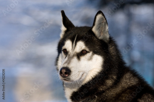 Siberian Husky riding dog in winter