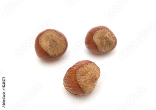 isolated hazelnuts