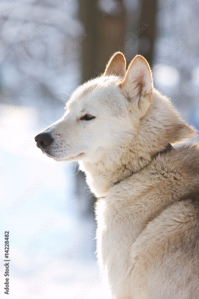 Fototapeta premium Siberian Husky riding dog in winter