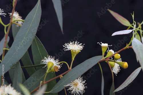 eucalyptus tree flower and leaves