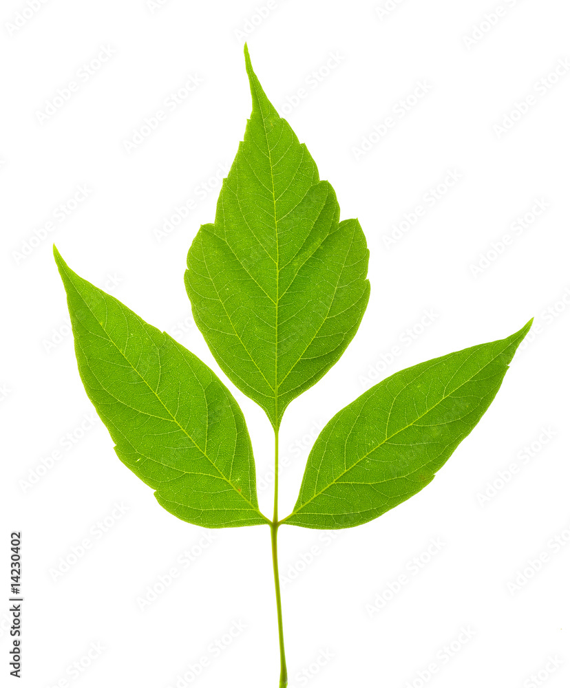 green leaves isolated on white green leaves isolated on white