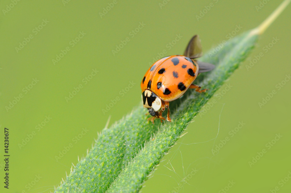 Fototapeta premium Marienkäfer 1