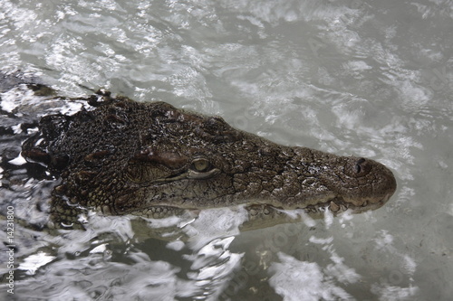 alligator head