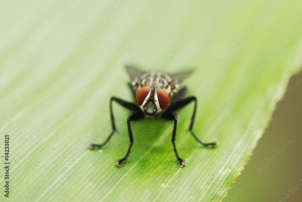 Naklejka premium ハエのクローズアップ