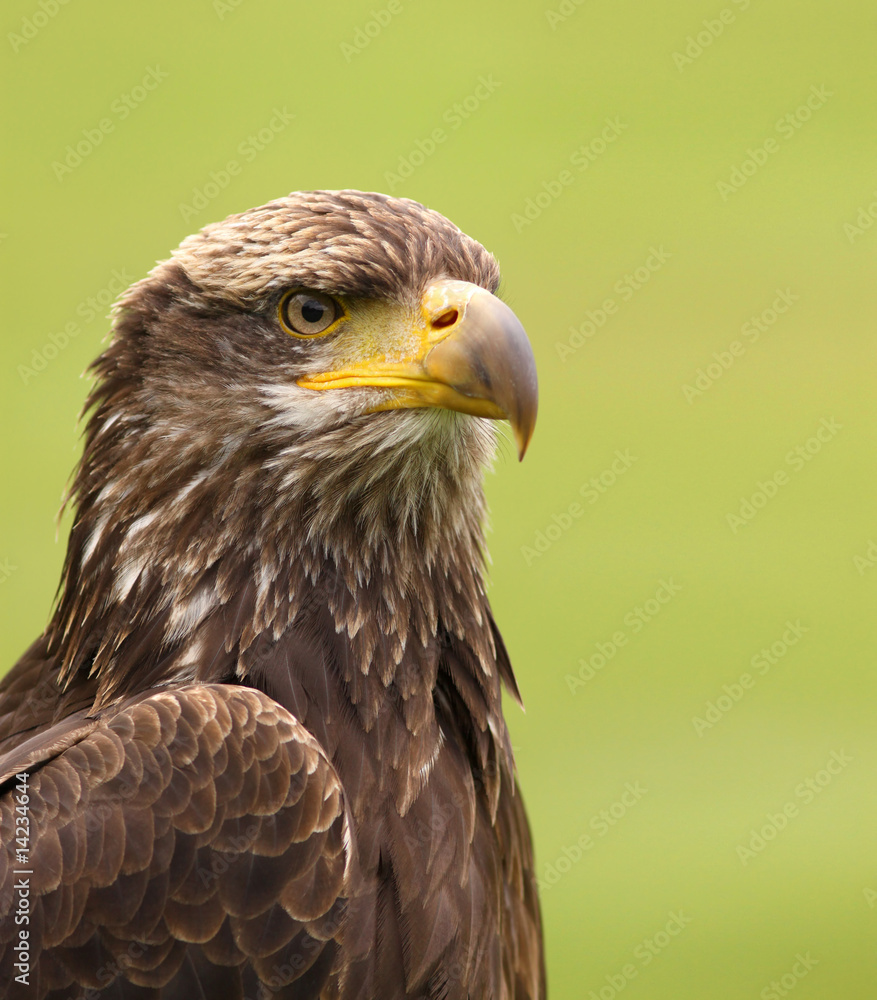 Bald young eagle against green background Bald young eagle against green background