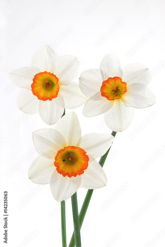 Obraz premium Narcissuses