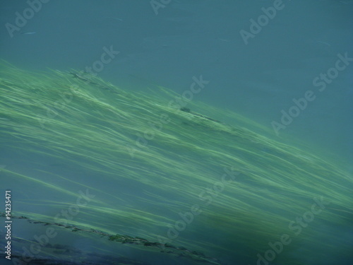 Tableau sur toile the water plant