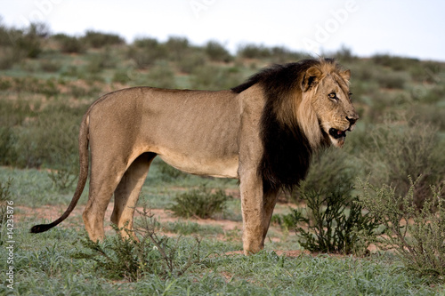 Big african blackmaned lion © patriesphoto