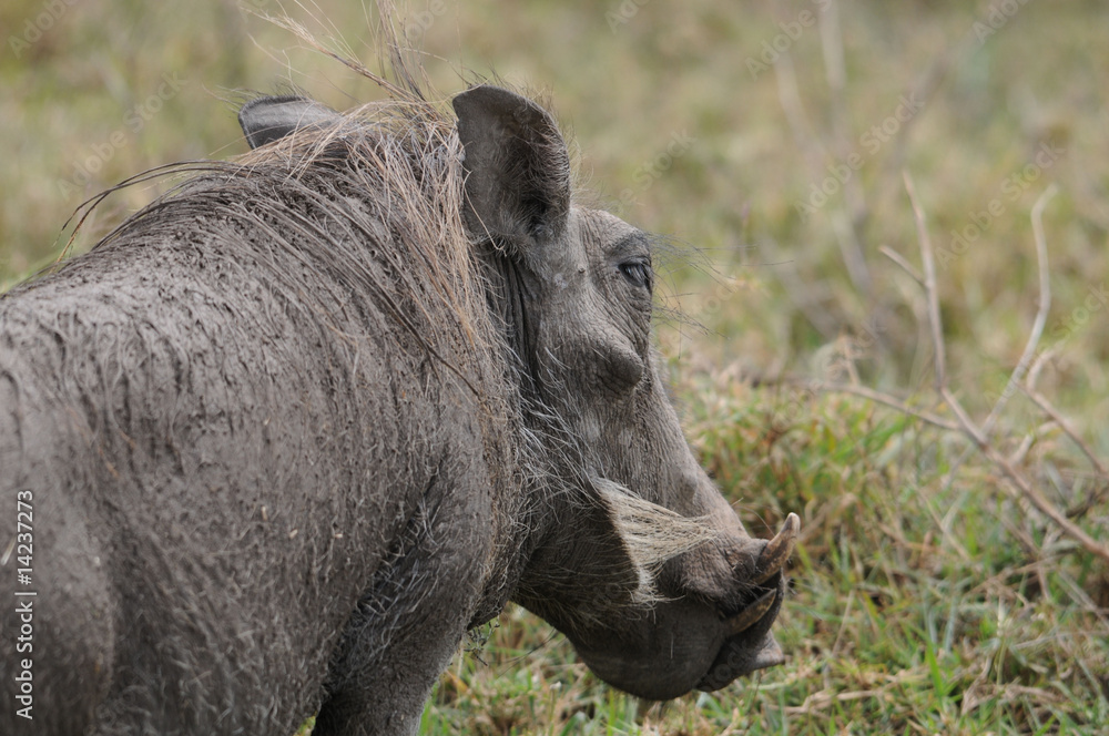 Warzenschwein Warzenschwein