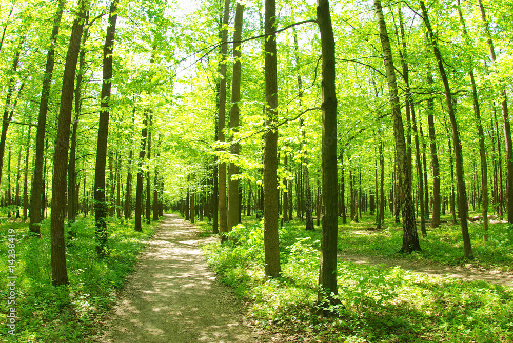 Obraz premium forest