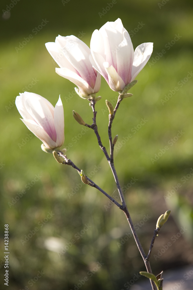 Magnolia flowers (Magnolia stellata) Magnolia flowers (Magnolia stellata)
