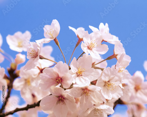 fruit flowers