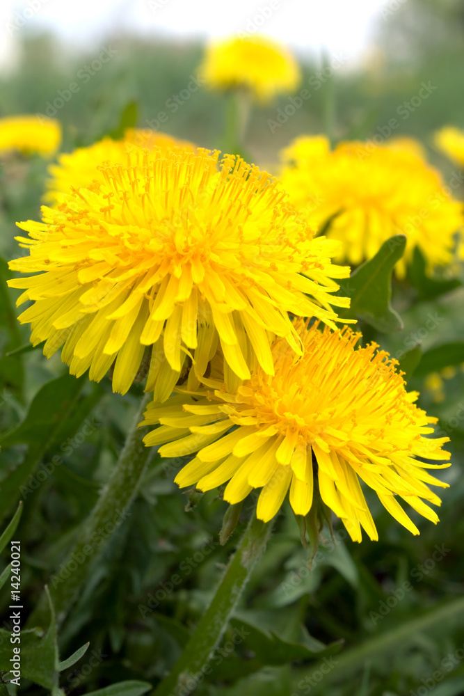 Close-up of dandelion Close-up of dandelion