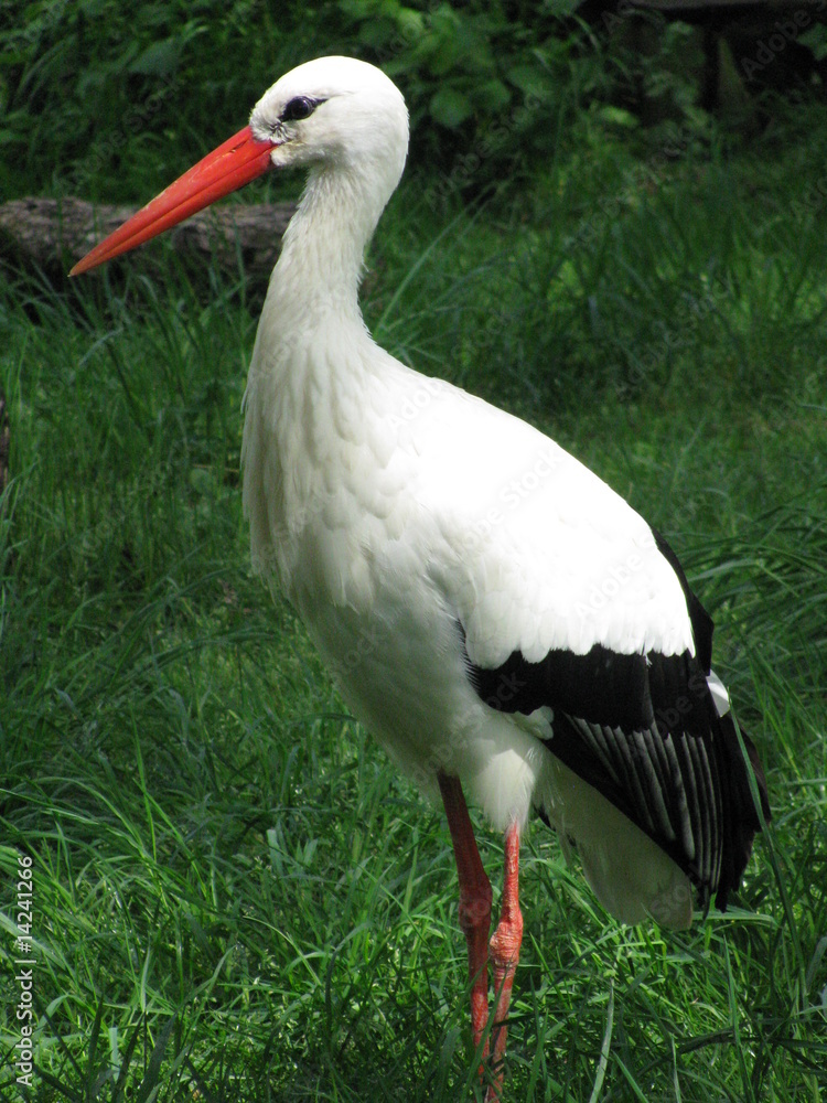 Fototapeta premium cigogne