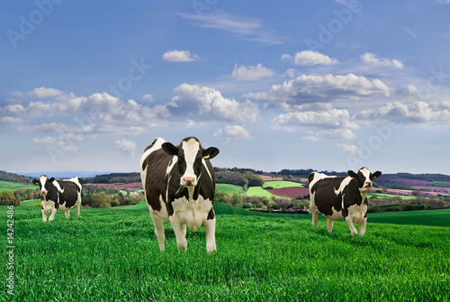 Friesian Dairy Cows in a rural setting.