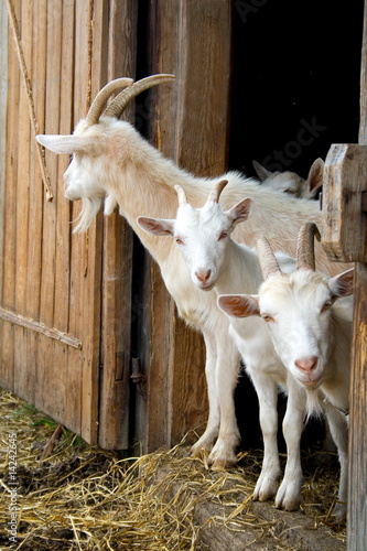 The herd of pet goats.