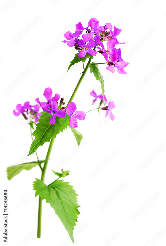 Wild Purple Mustard Wild Purple Mustard