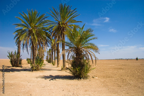 Palms in the desert   Morocco