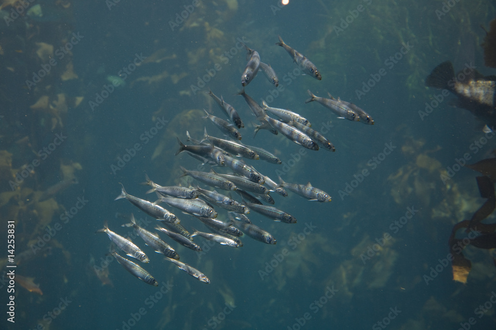 Fototapeta premium Silberfische im Aquarium des Monterey Bay Aquariums