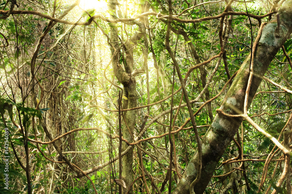 Fototapeta premium morning light in the jungle