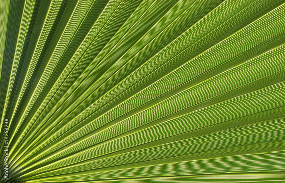 Obraz premium Exotic plant