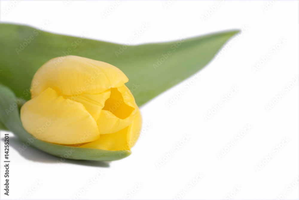 żółty tulipan