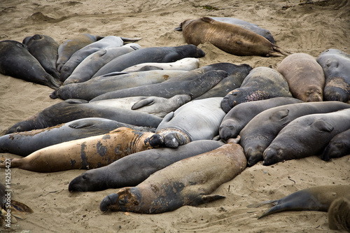 Gruppe von Seel  wen am Strand bei San Simeon  Tiere ruhen