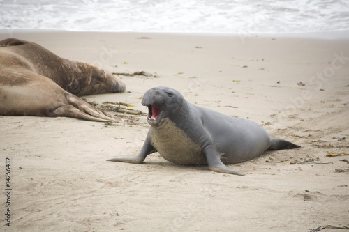 Seelöwen am Strand bei San Simeon, Junges robbt und brüllt