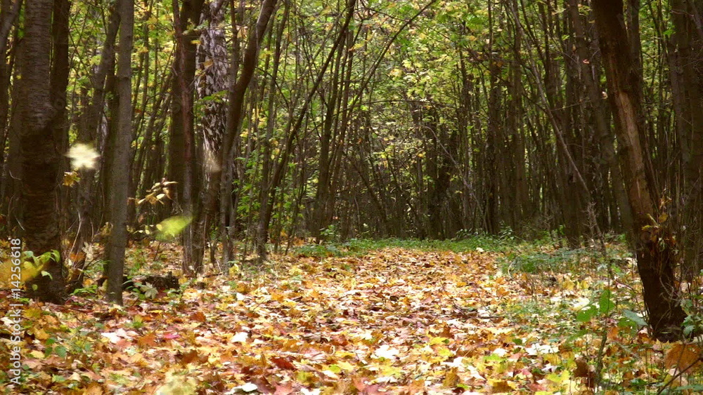 fall leaves in autumn park fall leaves in autumn park