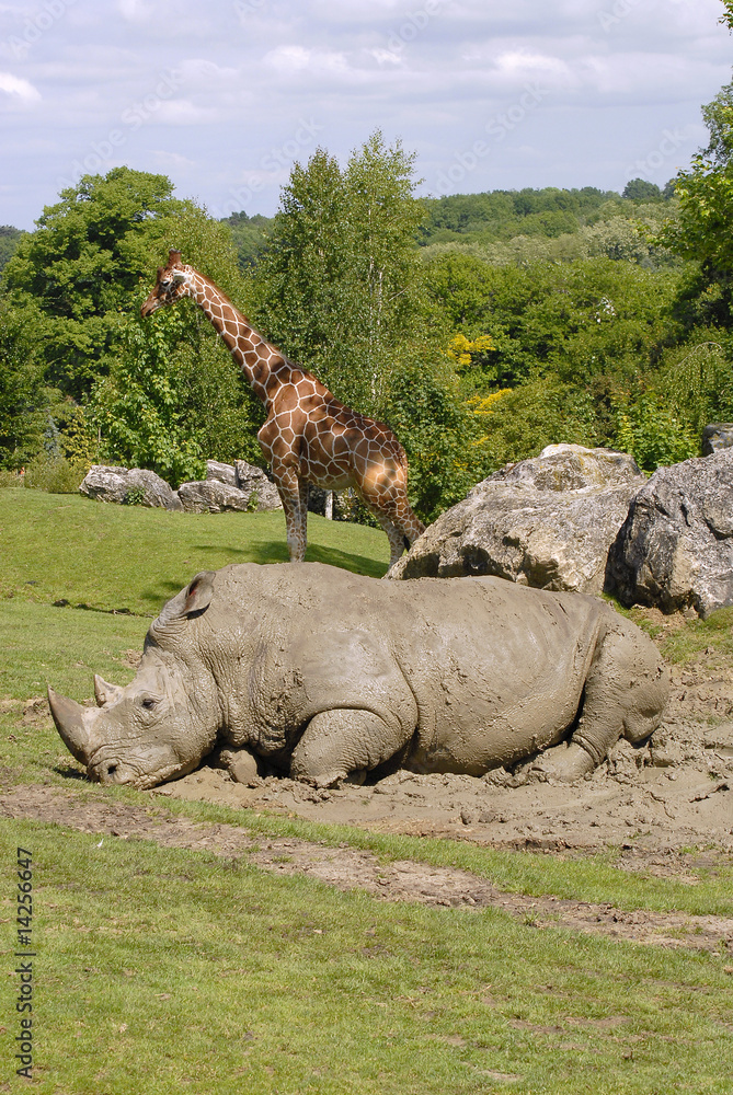 Fototapeta premium Le rhinocéros blanc et la girafe (verticale)