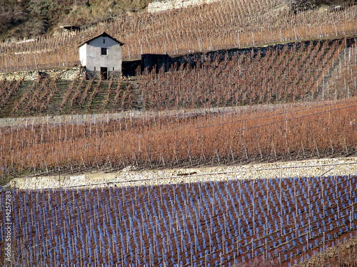 Vigne et cabane. photo