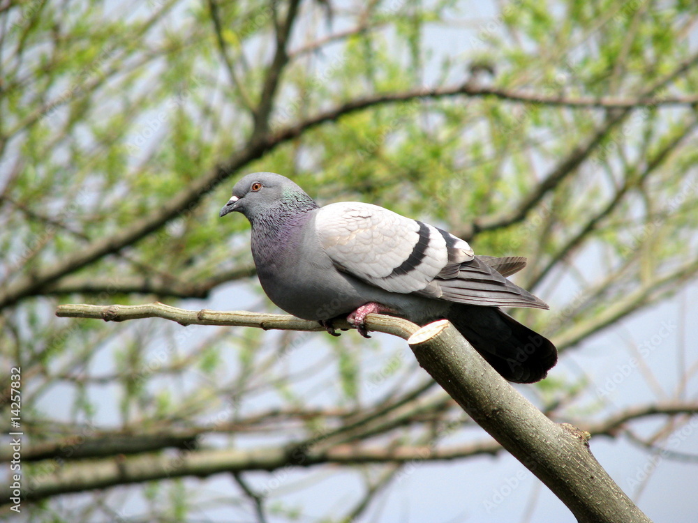 Fototapeta premium Pigeon dans l'arbre.