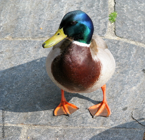 Canard colvert.