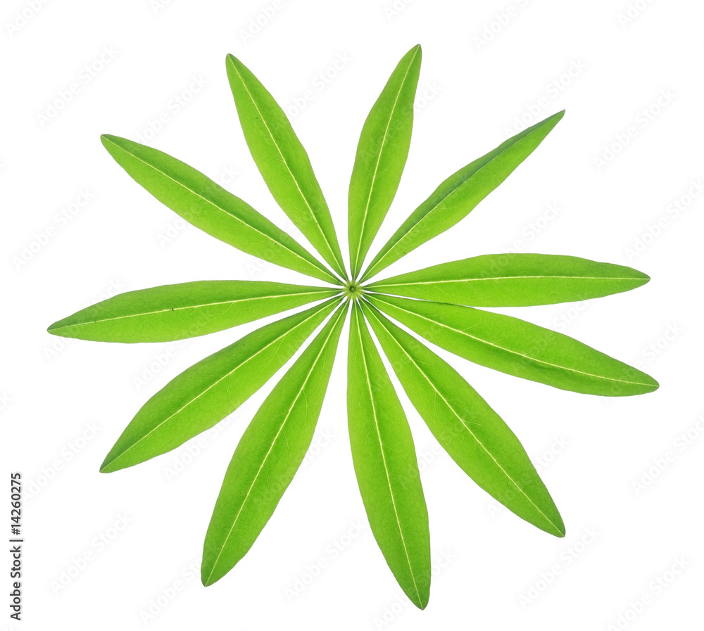 green leaf isolated on a white green leaf isolated on a white