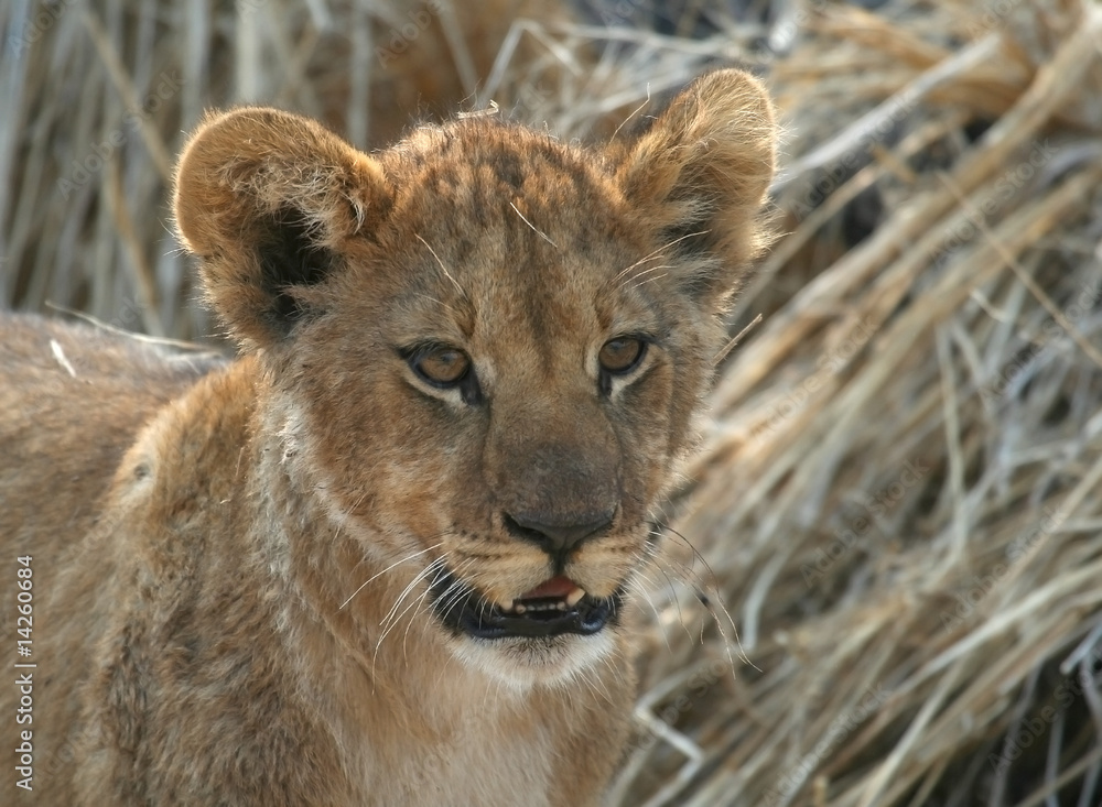 Obraz premium curioso