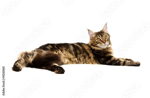 maine coon cat against white background