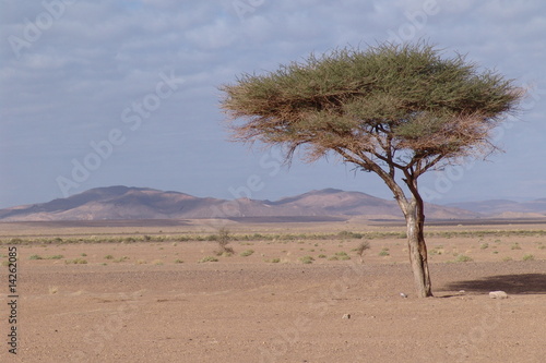 Fototapeta Naklejka Na Ścianę i Meble -  un arbre dans le désert