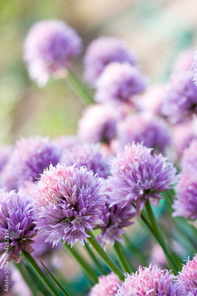 Fototapeta premium Chive Purple flower