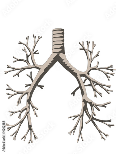 bronchien