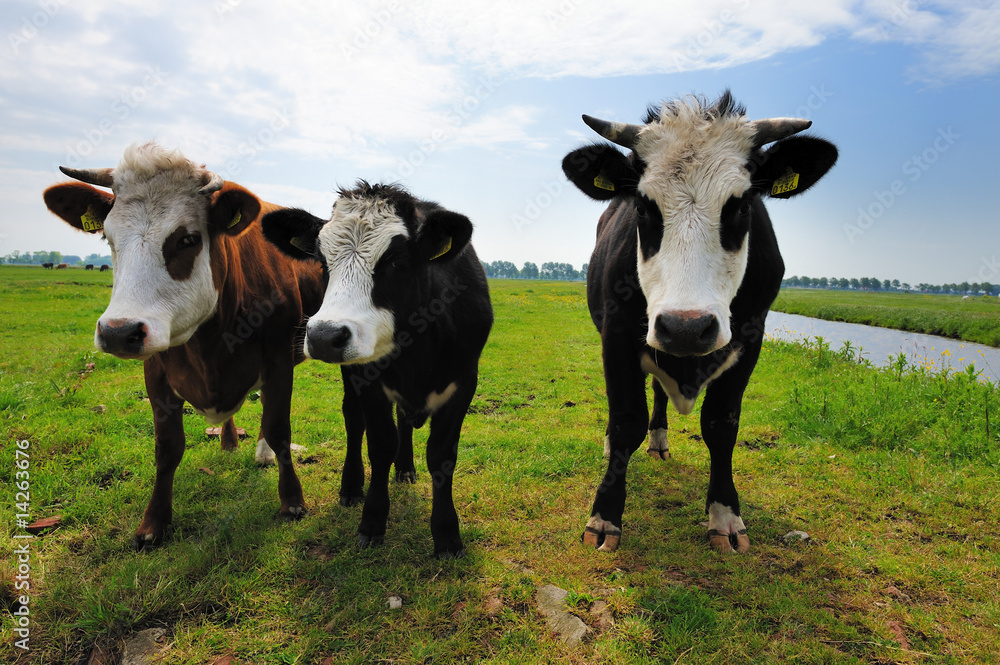 cows on farmland