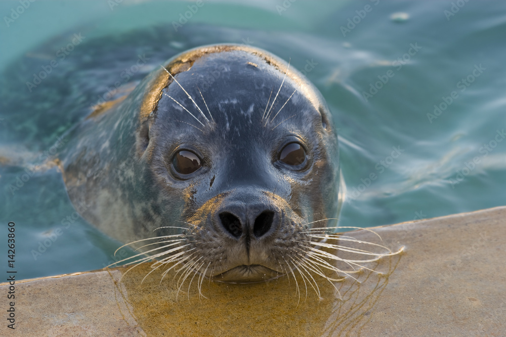 Fototapeta premium Pieczęć portu
