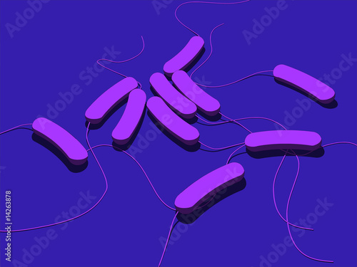 e-coli bakterien