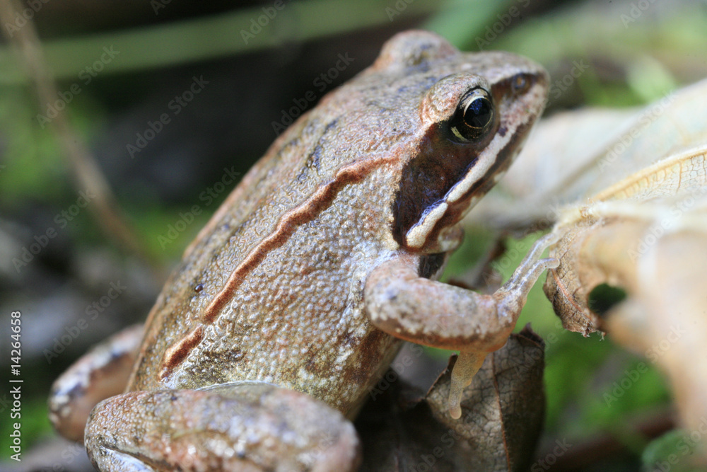 Obraz premium frog