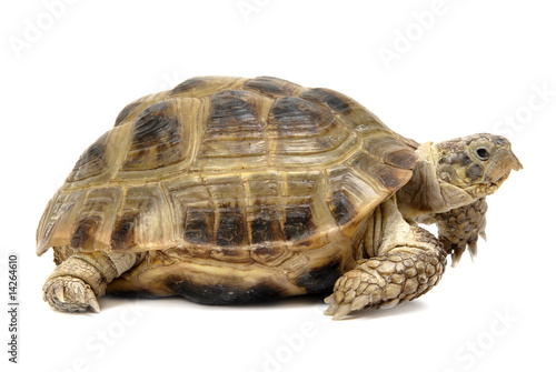 Reptile turtle
