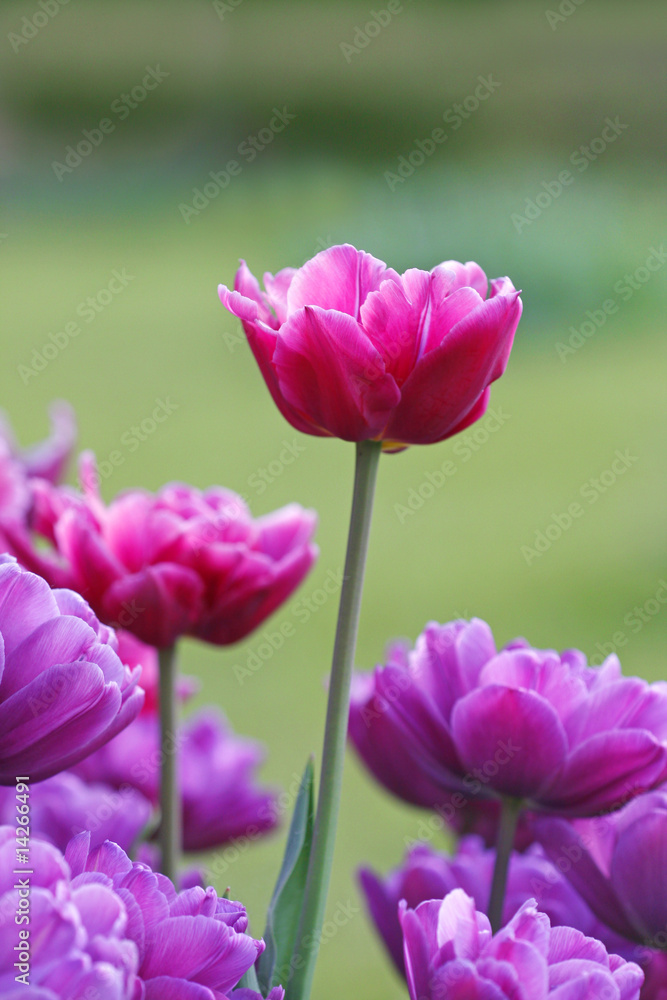 Obraz premium pink and violet tulips