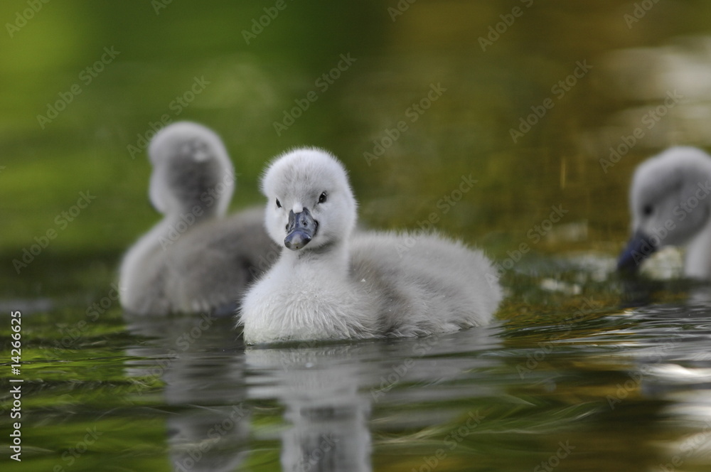 Kleine Schwan Küken schwimmen im Wasser Kleine Schwan Küken schwimmen im Wasser