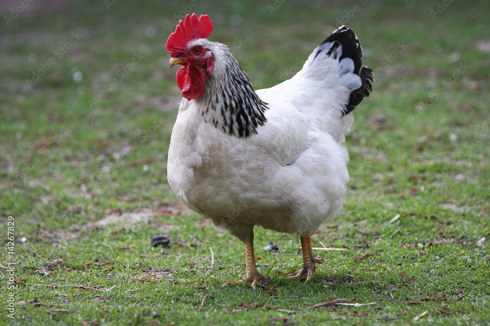 varicoloured cock searching for food on an open country field