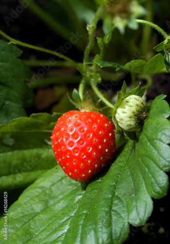 Growing Strawberries photo